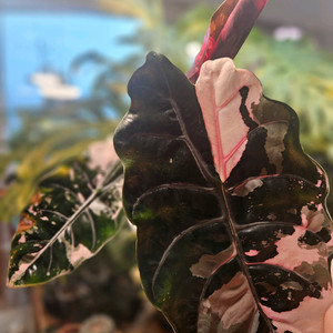 알로카시아 찬트리에 핑크바리에가타 (자구많이달린 )대품