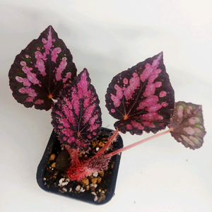 베고니아 판도라