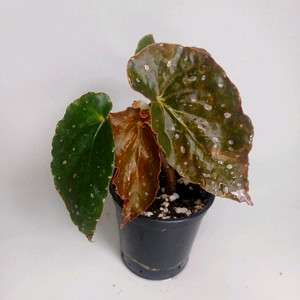 베고니아 미니오렌지