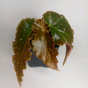 베고니아 토모시비