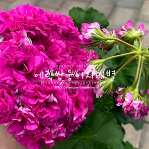 에릭쌍둥이자리별 제라늄(러시아제라늄)