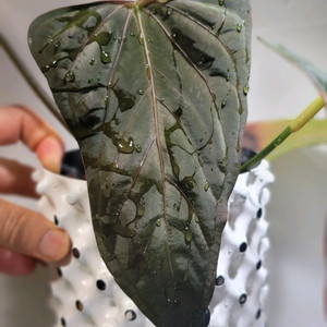 안스리움 rlfs Mr.Worldwide