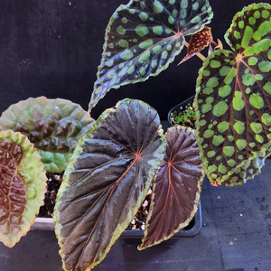 베고니아3종/클로로스틱타 &바라멘시스 &스사니에