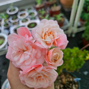 레오나갈라티카(레오나갤럭시)제라늄