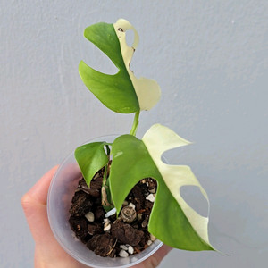 무늬 히메 몬스테라