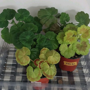 제라늄 5종 세트분양