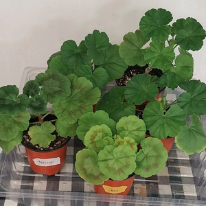 제라늄 5종 세트분양