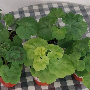 제라늄 5종 세트분양