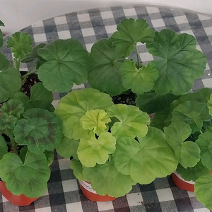 제라늄 5종 세트분양