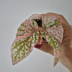 베고니아 스노우캡 바리에가타