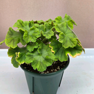 제라늄ug프로방스