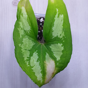 울레아넘 던버시