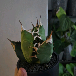 아가베 티타노타 팩멍