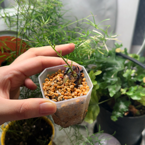 드라이나리아 리기둘라 와이테이 (고사리)