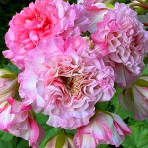 제라늄 아델리나 패티 대품