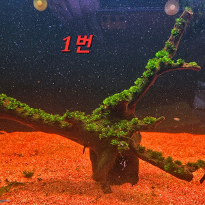 음성수초 활착유목