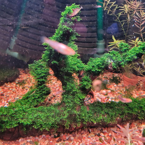 어항,수조장식 프리미엄모스 활착유목