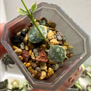 호야 커티시알보 쌍촉