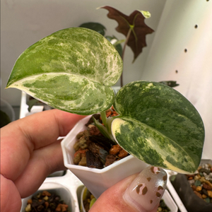 스킨답서스 망구라이