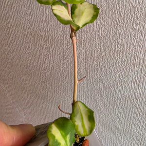 호야 칸야쿠 마리아나 바리에가타