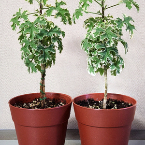 골웨이스타 팬시제라늄 (개별분양)