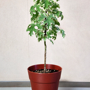 골웨이스타 팬시제라늄