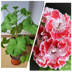 프린세스오브웨일즈 50cm대품 (리갈제라늄)