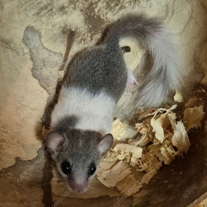 피그미 다람쥐 달마시안 수컷 성체 파이드 암컷 이미지