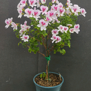 제라늄(미시즈 gh 스미스)