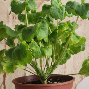 Iv노스텔지어 제라늄