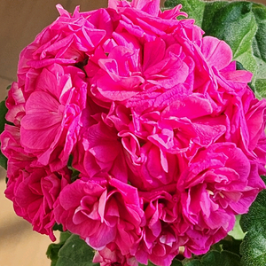 라라딜라이트 제라늄 (1번)