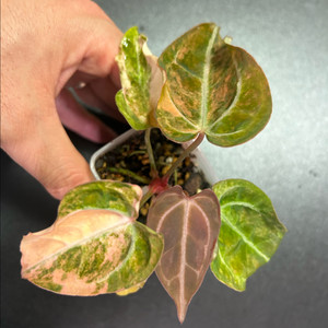 안스리움 레드크레스탈리넘 하이브리드 바리에가타(선셋)