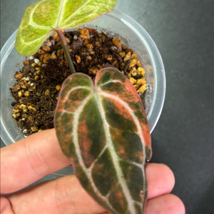 안스리움 레드크리스탈리넘 하이브리드 바리에가타 (선셋)