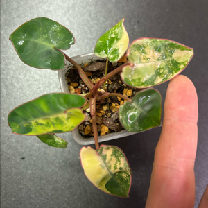 빌리에티에 바리에가타