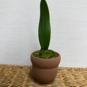 벌로필럼 (스프라우트 넛팟 미니)