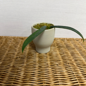 호야 셰퍼디 (스프라우트 미니)