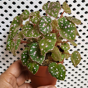 핑크))무아라와하우 베고니아 한다발