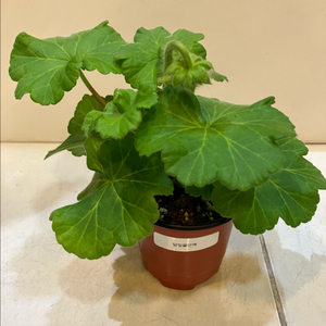 달빛물안개 제라늄