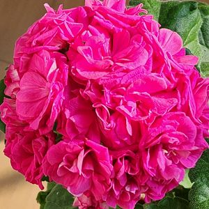 라라딜라이트 제라늄 (2번)