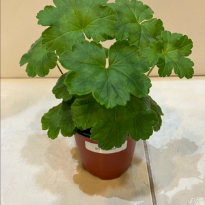 갈리나울라노바 제라늄