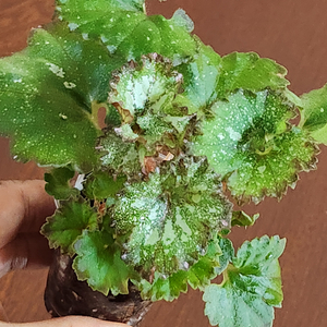 꼬불꼬불 베고니아))미드나잇 트위스터