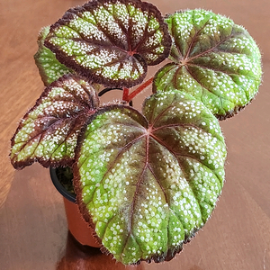 다크한멋))블랙나이트 베고니아