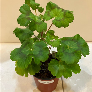 사랑의 와인 제라늄