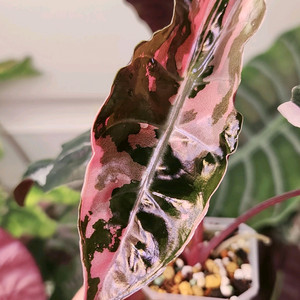 알로카시아 찬트리에 핑크 바리에가타