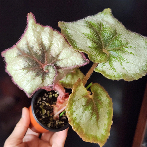 에스카르고 베고니아