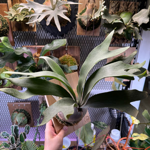 박쥐란 유니콘 스포어 (Platycerium Unicorn)