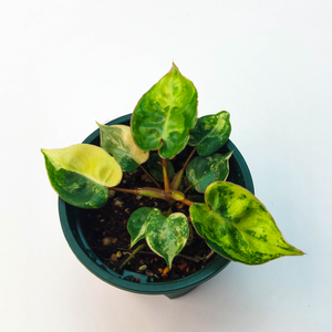 필로덴드론 빌리에티에 바리에가타 6종류