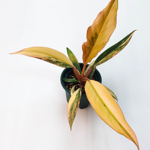 필로덴드론 카라멜마블 바리에가타 3종류