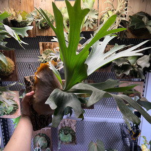 박쥐란 오엠지x큐피드윙 (Platycerium OMG x Cupids wing)