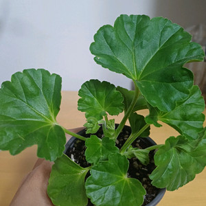 제라늄 마베카툴판 튤립형